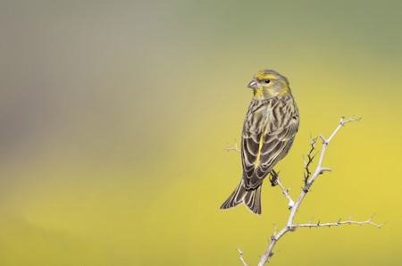Animal, Anthus, Bird, Finch